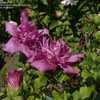 Thumbnail #5 of Hibiscus syriacus by DaylilySLP