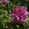 Thumbnail #4 of Hibiscus syriacus by DaylilySLP
