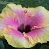 Thumbnail #4 of Hibiscus rosa-sinensis by stplong