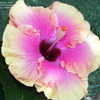Thumbnail #2 of Hibiscus rosa-sinensis by stplong