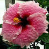 Thumbnail #3 of Hibiscus rosa-sinensis by Joan