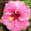 Thumbnail #2 of Hibiscus rosa-sinensis by amarantha00