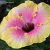 Thumbnail #5 of Hibiscus rosa-sinensis by stplong