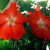 Thumbnail #2 of Hibiscus rosa-sinensis by Joan