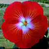 Thumbnail #1 of Hibiscus rosa-sinensis by Joan