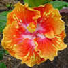 Thumbnail #1 of Hibiscus rosa-sinensis by Joan