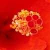 Thumbnail #4 of Hibiscus rosa-sinensis by htop