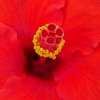 Thumbnail #3 of Hibiscus rosa-sinensis by htop