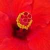 Thumbnail #1 of Hibiscus rosa-sinensis by Joan