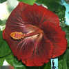 Thumbnail #2 of Hibiscus rosa-sinensis by Joan