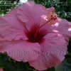 Thumbnail #5 of Hibiscus rosa-sinensis by DaylilySLP
