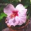 Thumbnail #1 of Hibiscus rosa-sinensis by WillowWasp