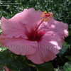 Thumbnail #4 of Hibiscus rosa-sinensis by DaylilySLP