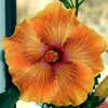 Thumbnail #4 of Hibiscus rosa-sinensis by Joan