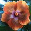 Thumbnail #3 of Hibiscus rosa-sinensis by Joan