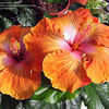 Thumbnail #2 of Hibiscus rosa-sinensis by amorecuore