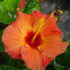 Thumbnail #1 of Hibiscus rosa-sinensis by Joan