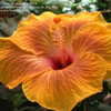 Thumbnail #5 of Hibiscus rosa-sinensis by Snug_As_Bug_Rug