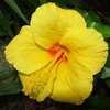 Thumbnail #3 of Hibiscus rosa-sinensis by htop