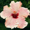 Thumbnail #1 of Hibiscus rosa-sinensis by Joan