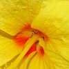 Thumbnail #4 of Hibiscus rosa-sinensis by htop