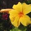 Thumbnail #5 of Hibiscus rosa-sinensis by htop