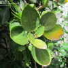 Thumbnail #2 of Hibiscus genevii by timrann