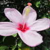 Thumbnail #4 of Hibiscus genevii by timrann