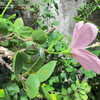 Thumbnail #3 of Hibiscus genevii by timrann
