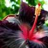 Thumbnail #2 of Hibiscus rosa-sinensis by ikovacs