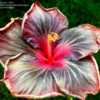 Thumbnail #5 of Hibiscus rosa-sinensis by ikovacs