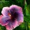 Thumbnail #2 of Hibiscus rosa-sinensis by ikovacs