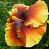 Thumbnail #3 of Hibiscus rosa-sinensis by ikovacs