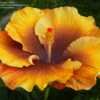 Thumbnail #2 of Hibiscus rosa-sinensis by ikovacs