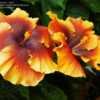 Thumbnail #4 of Hibiscus rosa-sinensis by ikovacs