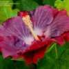 Thumbnail #2 of Hibiscus rosa-sinensis by ikovacs