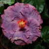 Thumbnail #3 of Hibiscus rosa-sinensis by ikovacs