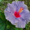Thumbnail #2 of Hibiscus rosa-sinensis by ikovacs