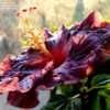 Thumbnail #4 of Hibiscus rosa-sinensis by ikovacs