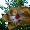 Thumbnail #3 of Hibiscus rosa-sinensis by ikovacs