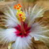 Thumbnail #2 of Hibiscus rosa-sinensis by ikovacs