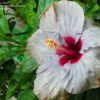 Thumbnail #2 of Hibiscus rosa-sinensis by ikovacs