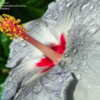 Thumbnail #3 of Hibiscus rosa-sinensis by ikovacs