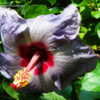 Thumbnail #2 of Hibiscus rosa-sinensis by ikovacs