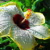 Thumbnail #2 of Hibiscus rosa-sinensis by ikovacs