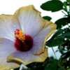 Thumbnail #3 of Hibiscus rosa-sinensis by ikovacs