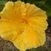 Thumbnail #4 of Hibiscus rosa-sinensis by RosinaBloom