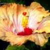 Thumbnail #3 of Hibiscus rosa-sinensis by ikovacs