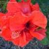 Thumbnail #2 of Hibiscus rosa-sinensis by RosinaBloom