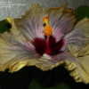 Thumbnail #5 of Hibiscus rosa-sinensis by ikovacs